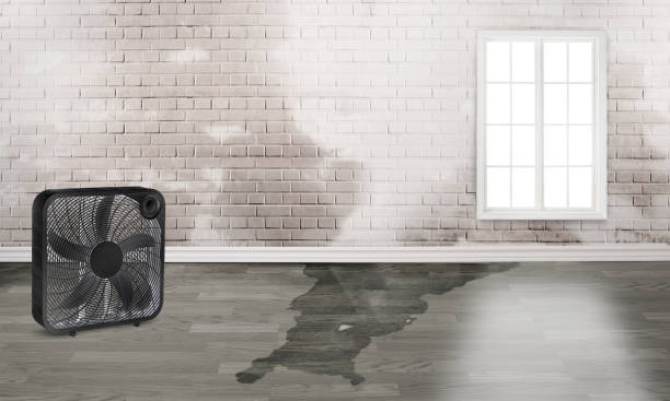 Best Basement water damage restoration  in Trafford, PA