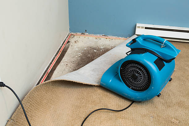 Best Water damage contractors near me  in Trafford, PA